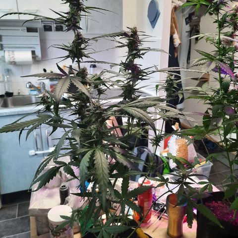 Quick One growlog timeline photo