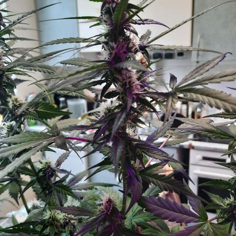 Quick One growlog timeline photo