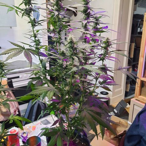 Quick One growlog timeline photo