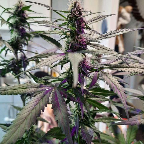 Quick One growlog timeline photo