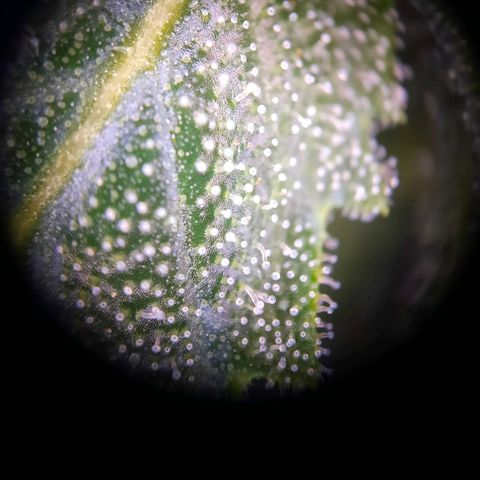 Quick One growlog timeline photo