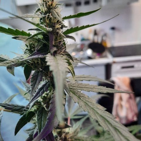 Quick One growlog timeline photo