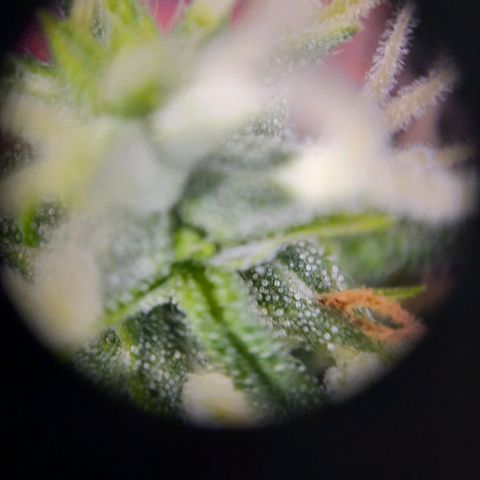 Quick One growlog timeline photo