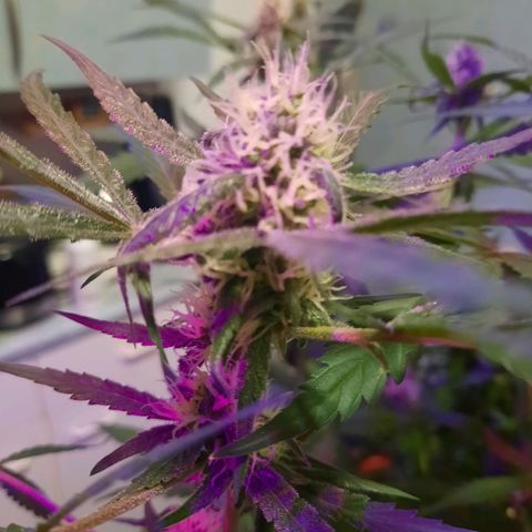 1 Royal Bluematic/ 1 Royal Haze growlog timeline photo
