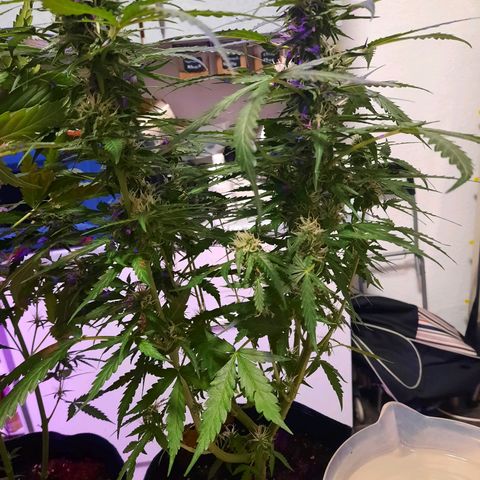 1 Royal Bluematic/ 1 Royal Haze growlog timeline photo