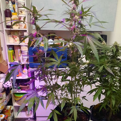 1 Royal Bluematic/ 1 Royal Haze growlog timeline photo
