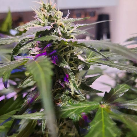 1 Royal Bluematic/ 1 Royal Haze growlog timeline photo