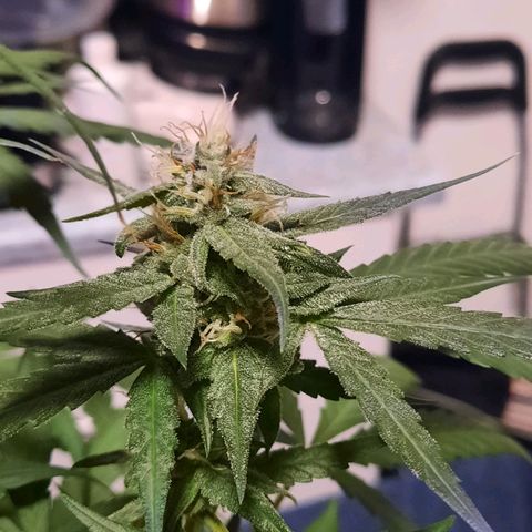 Quick One growlog timeline photo