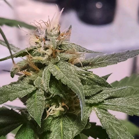 Quick One growlog timeline photo