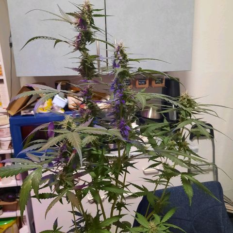 Quick One growlog timeline photo