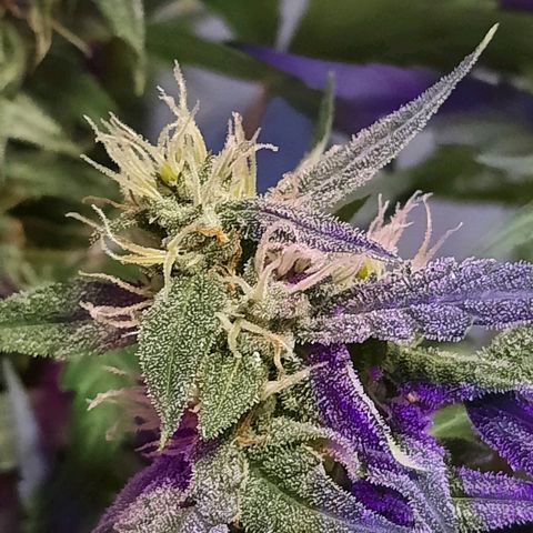 Quick One growlog timeline photo