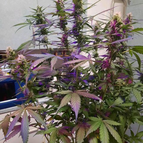 Quick One growlog timeline photo