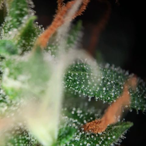 Quick One growlog timeline photo