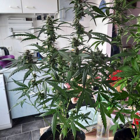 Quick One growlog timeline photo