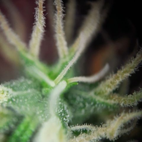 Quick One growlog timeline photo