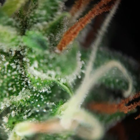 Quick One growlog timeline photo