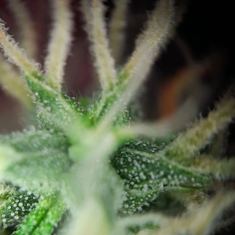 Quick One growlog timeline photo