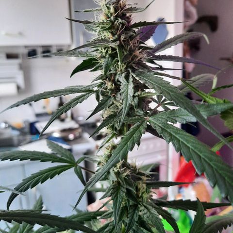 Quick One growlog timeline photo
