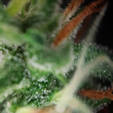 Quick One growlog timeline photo