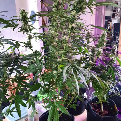 Quick One growlog timeline photo