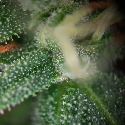 Quick One growlog timeline photo