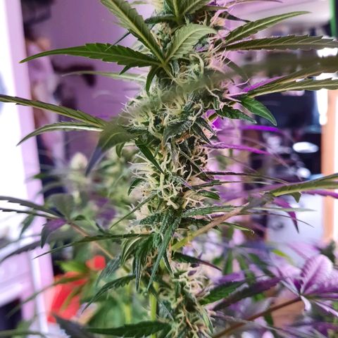 Quick One growlog timeline photo