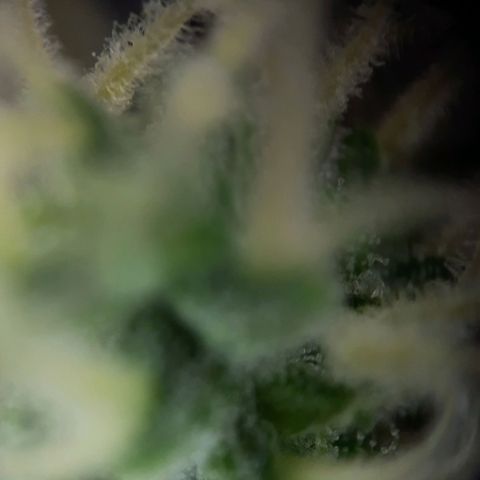 1 Royal Bluematic/ 1 Royal Haze growlog timeline photo