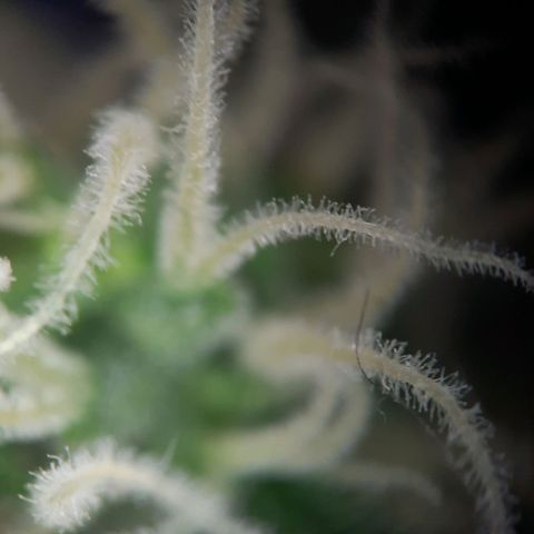 1 Royal Bluematic/ 1 Royal Haze growlog timeline photo