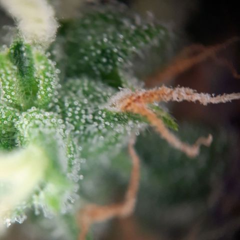 1 Royal Bluematic/ 1 Royal Haze growlog timeline photo