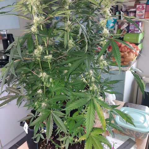 1 Royal Bluematic/ 1 Royal Haze growlog timeline photo