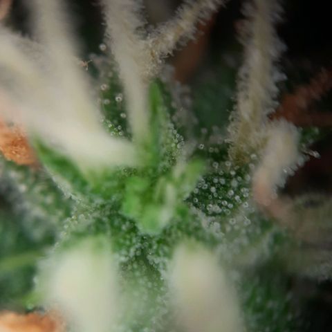 1 Royal Bluematic/ 1 Royal Haze growlog timeline photo
