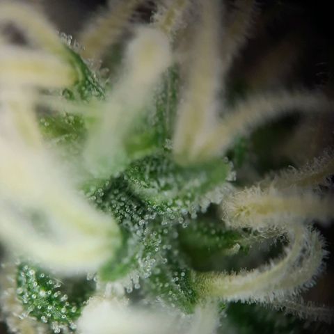 1 Royal Bluematic/ 1 Royal Haze growlog timeline photo