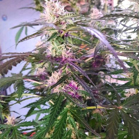 1 Royal Bluematic/ 1 Royal Haze growlog timeline photo