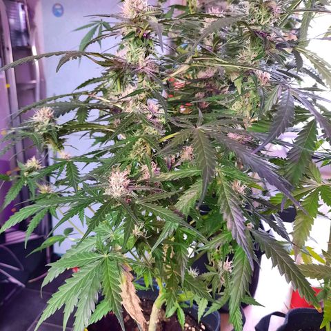 1 Royal Bluematic/ 1 Royal Haze growlog timeline photo