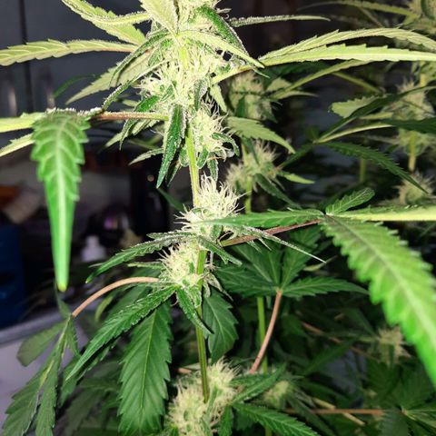 1 Royal Bluematic/ 1 Royal Haze growlog timeline photo