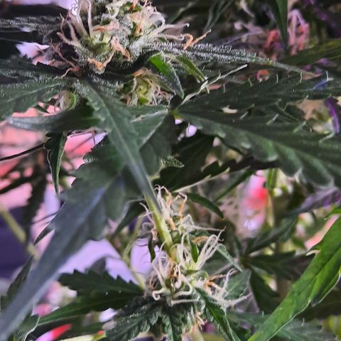 1 Royal Bluematic/ 1 Royal Haze growlog timeline photo