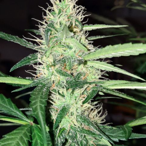 Quick One growlog timeline photo