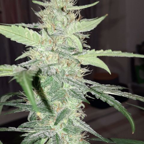 Quick One growlog timeline photo