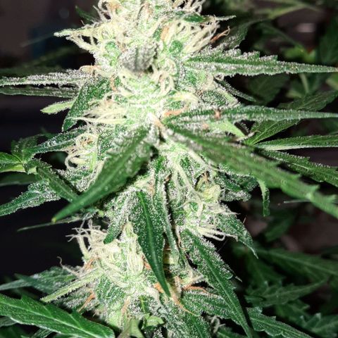 1 Royal Bluematic/ 1 Royal Haze growlog timeline photo