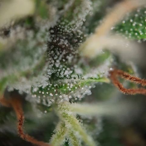 Quick One growlog timeline photo