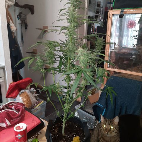 Quick One growlog timeline photo