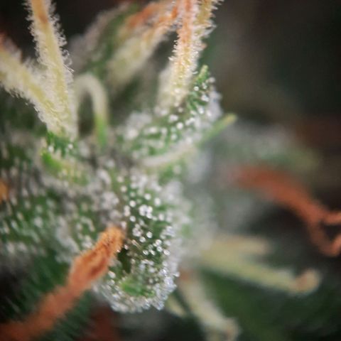 Quick One growlog timeline photo