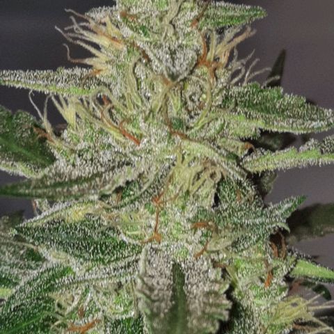 Quick One growlog timeline photo