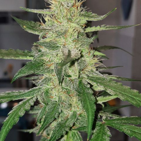 Quick One growlog timeline photo