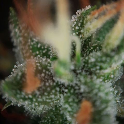 Quick One growlog timeline photo
