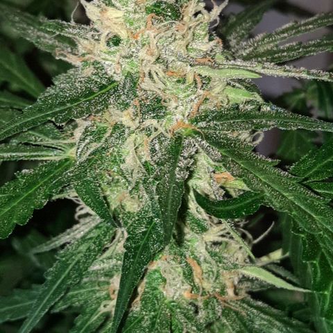 1 Royal Bluematic/ 1 Royal Haze growlog timeline photo
