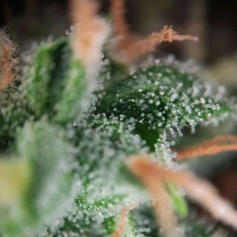1 Royal Bluematic/ 1 Royal Haze growlog timeline photo