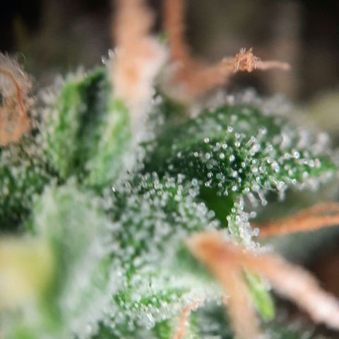 1 Royal Bluematic/ 1 Royal Haze growlog timeline photo