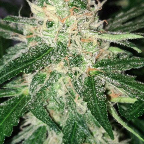 1 Royal Bluematic/ 1 Royal Haze growlog timeline photo