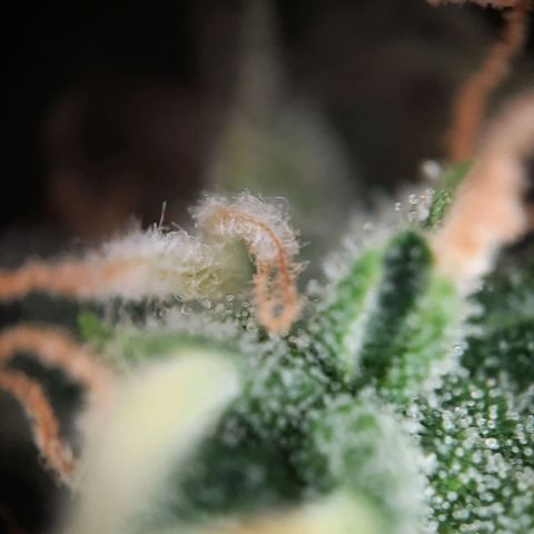 1 Royal Bluematic/ 1 Royal Haze growlog timeline photo